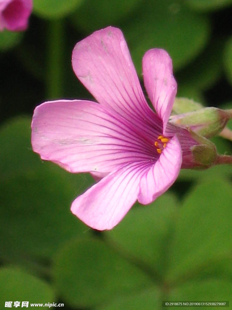 校园里面坚强的小花