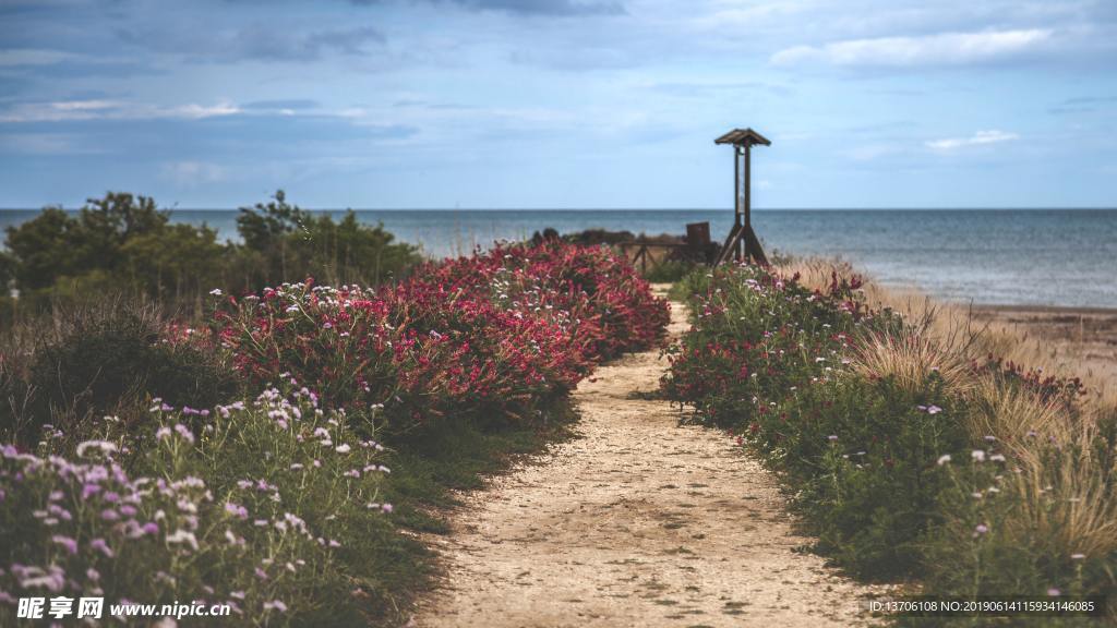 海边花丛