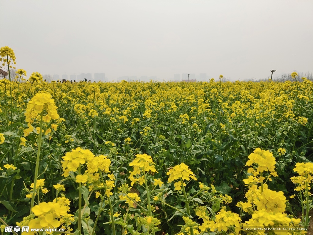 油菜花田