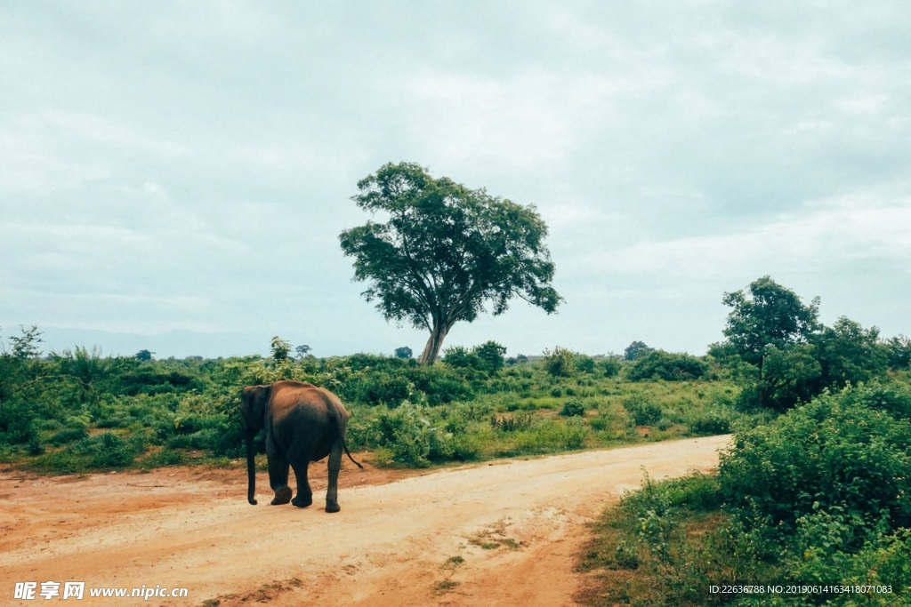 风景图片唯美图片桌面壁纸 马