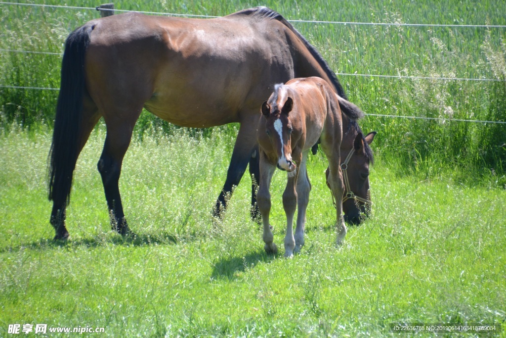 风景图片唯美图片桌面壁纸 马