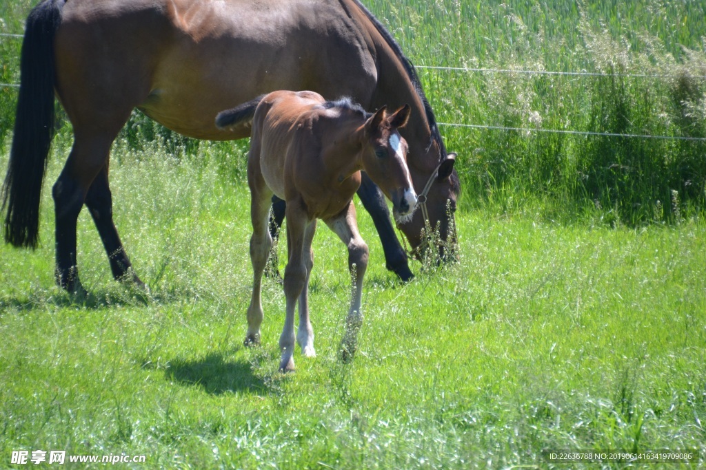风景图片唯美图片桌面壁纸 马