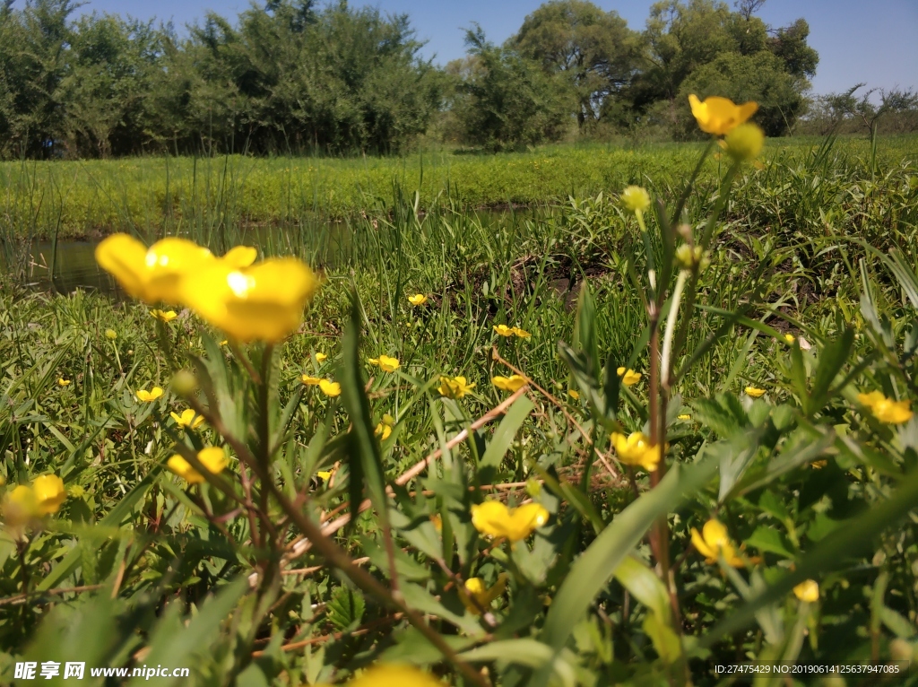 黄花 绿草 蓝天 白云 河流