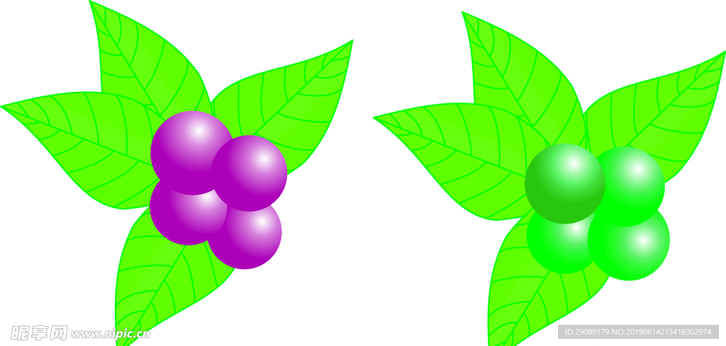 绿色青梅叶子果子