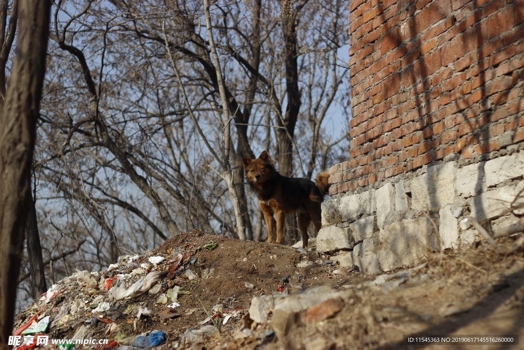 垃圾堆上的狗