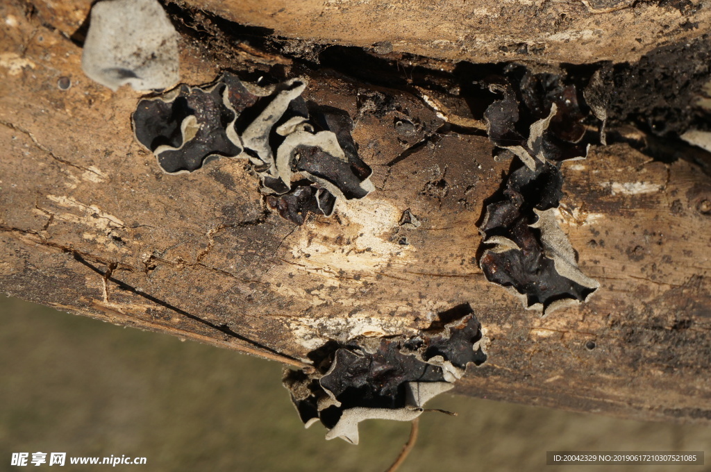 生长的木耳