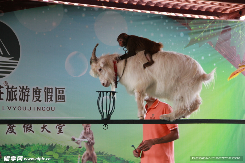 山羊与猴子