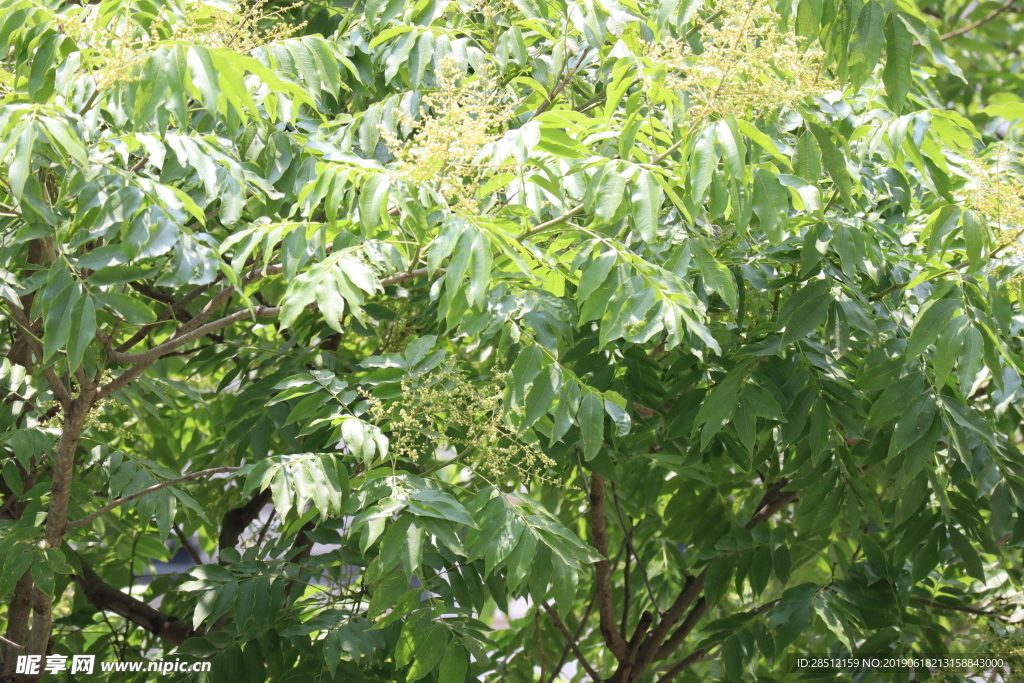 自然树木绿色植物靓丽景观