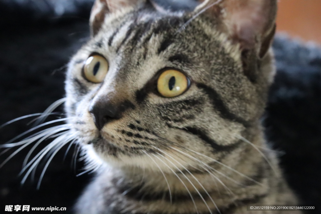 宠物猫 呆萌 中华田园猫 元素