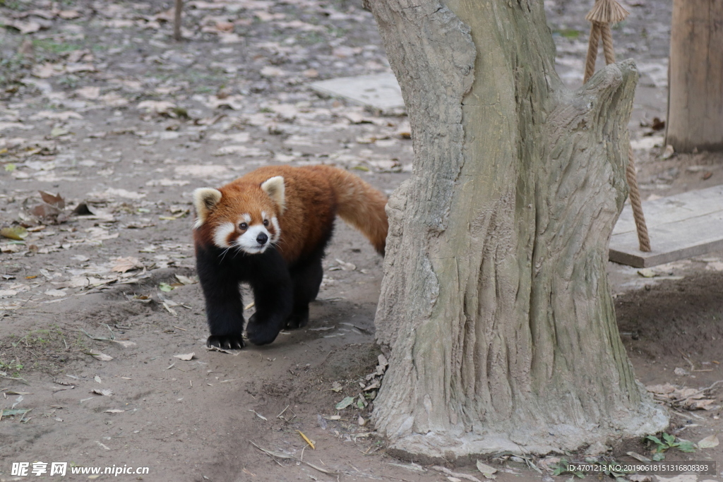小熊猫 小浣熊 熊猫