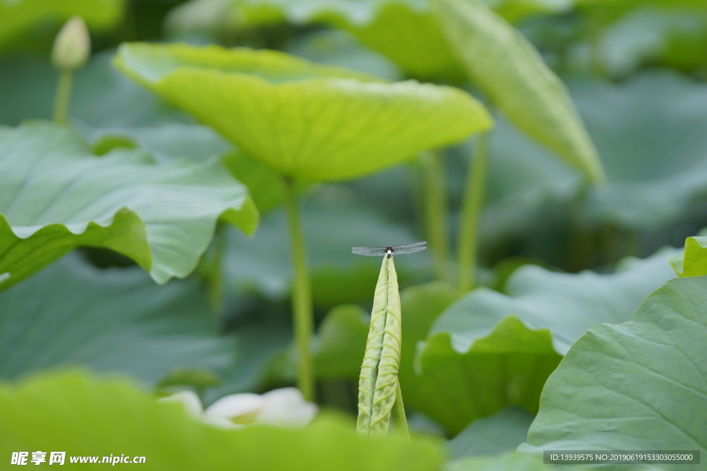 荷叶 荷花 绿色
