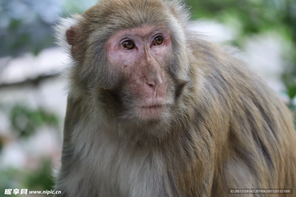 猴子清晰图片元素海报易拉宝猴子