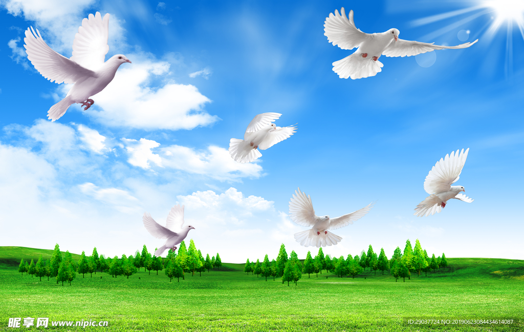 蓝天白云鸽子图片