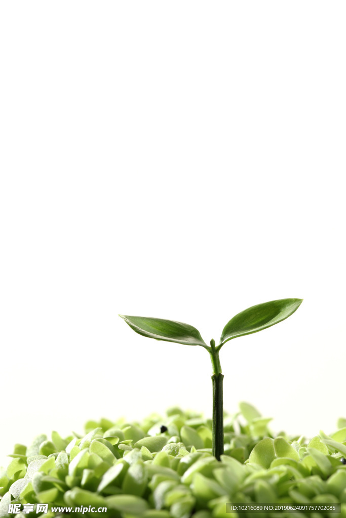 绿叶幼苗