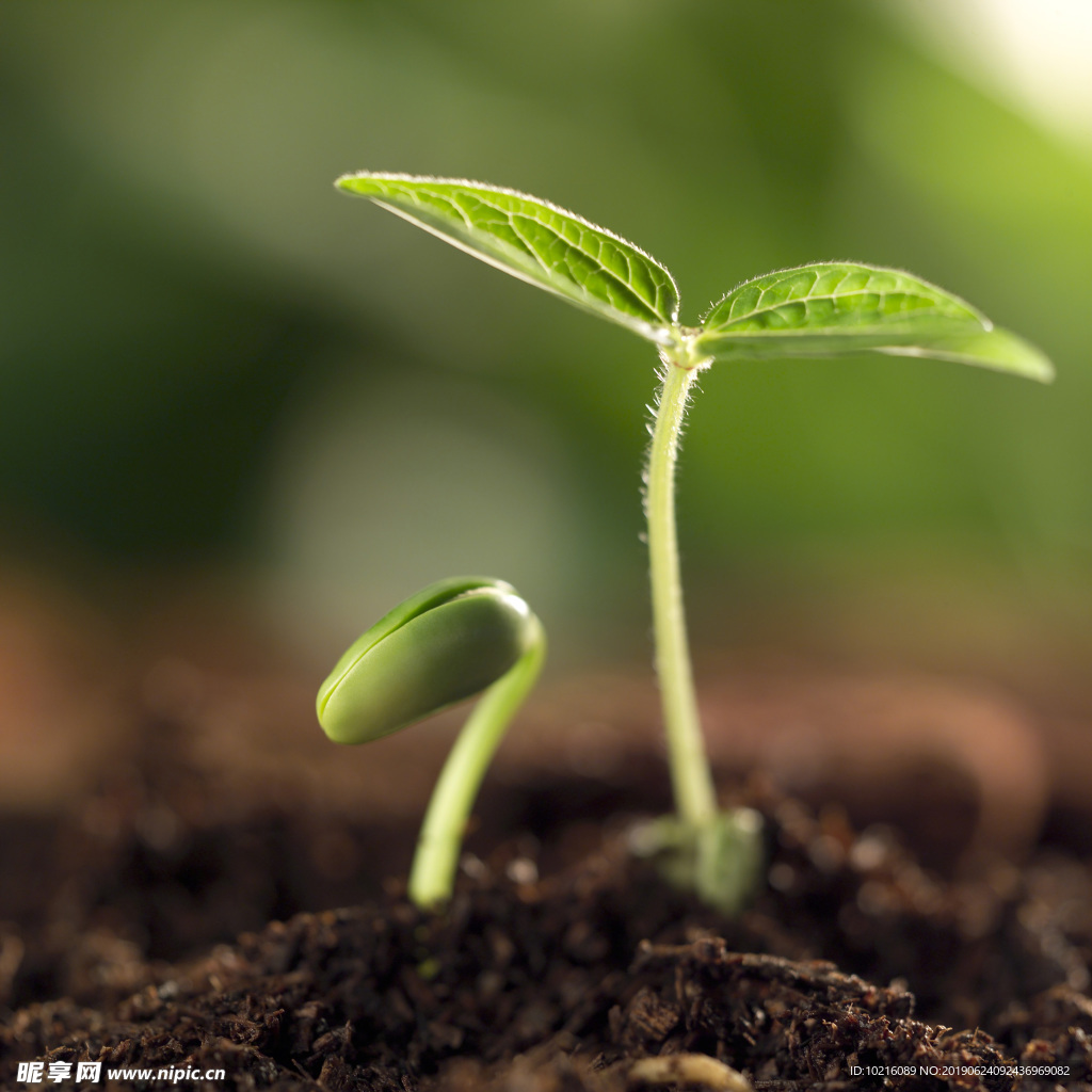 绿叶幼苗