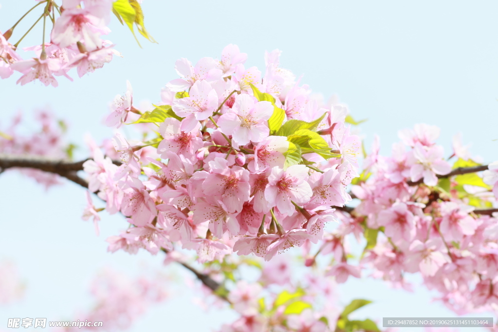 花卉 樱花 实景图 春天 素材