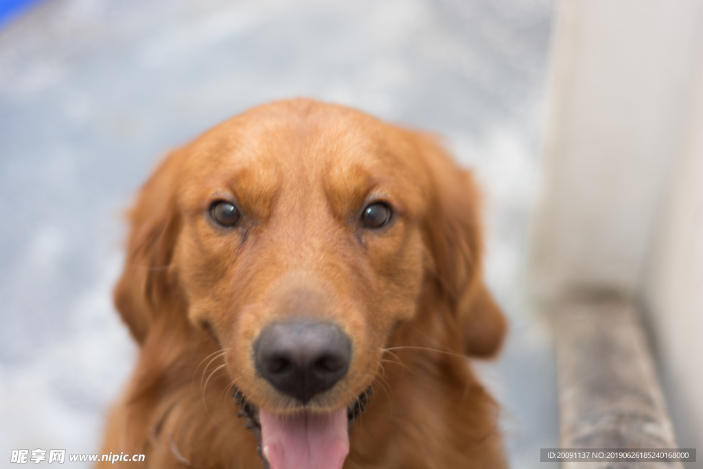 金毛猎犬的凝视