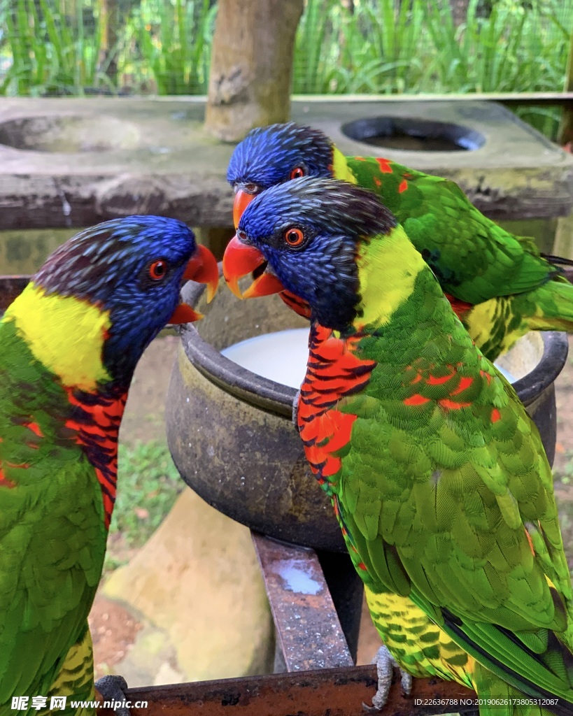 鹦鹉图片,鸟类图片