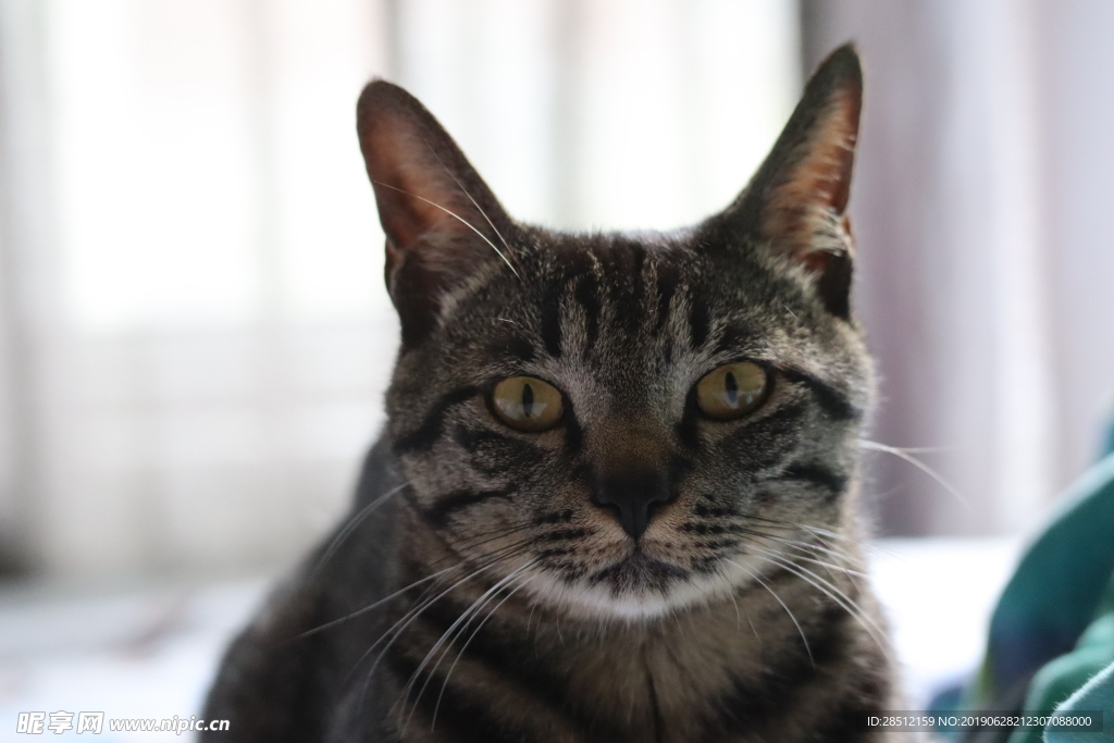 家养猫狸花猫宠物猫中华田园猫