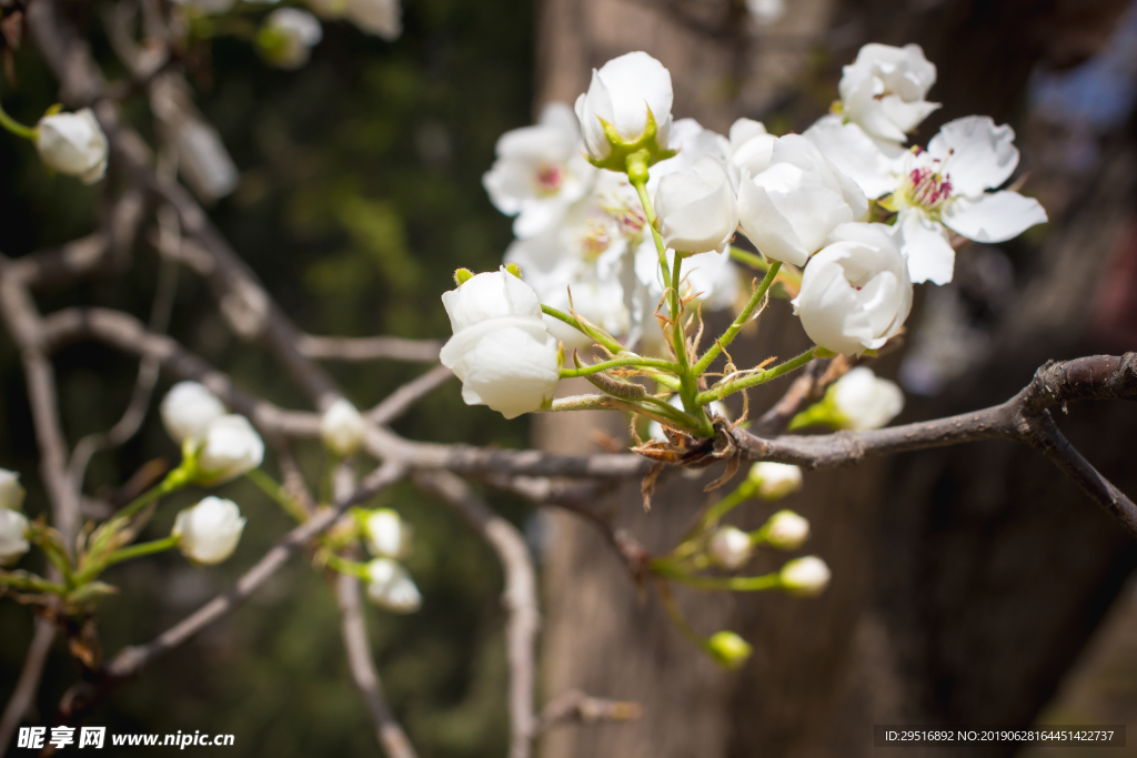 兰州什川古梨园梨花