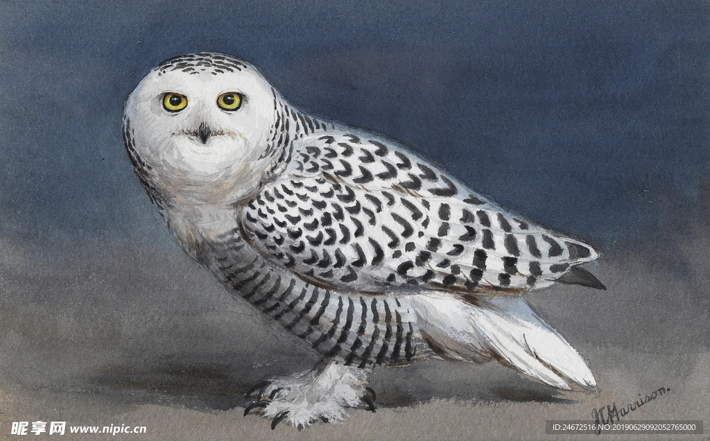 猫头鹰油画