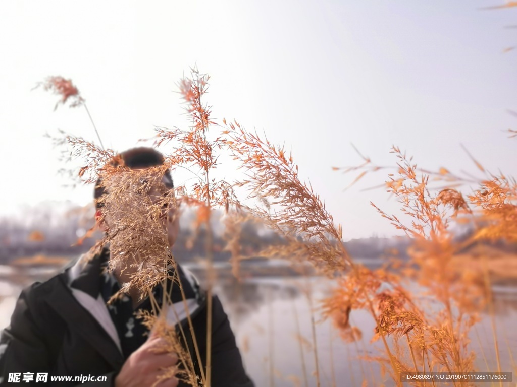 冬季圆明园金黄的芦苇