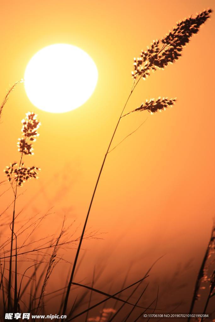 夕阳草丛