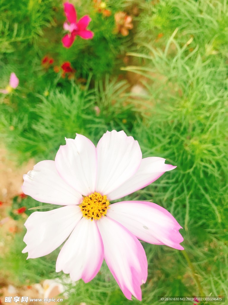 波斯菊 花卉 花 唯美 植物