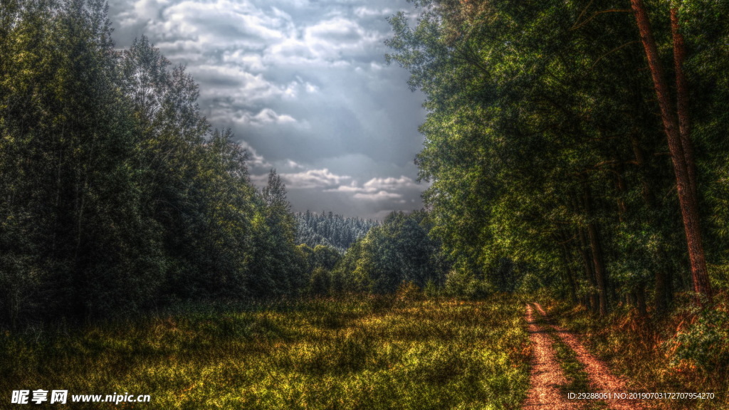 自然风光森林小路