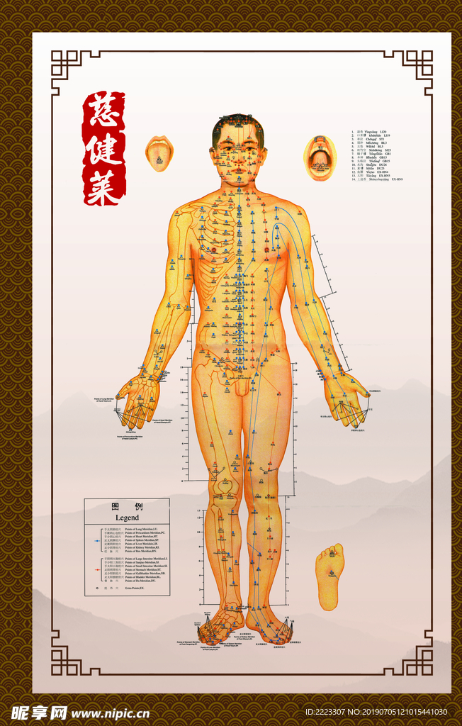 穴位图 精准穴位图 成人穴位图