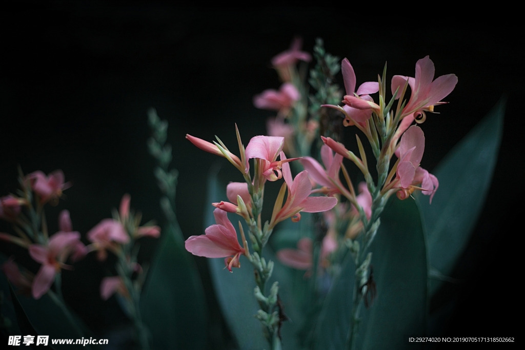 高清花卉天堂鸟美人蕉原图