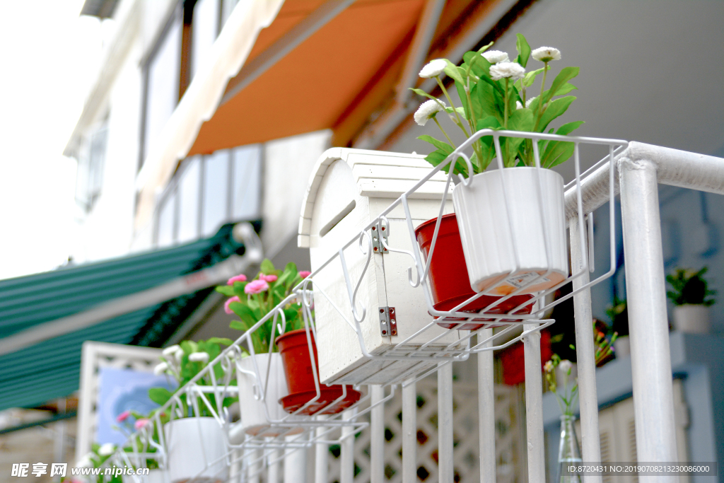 盆栽阳台植物小花