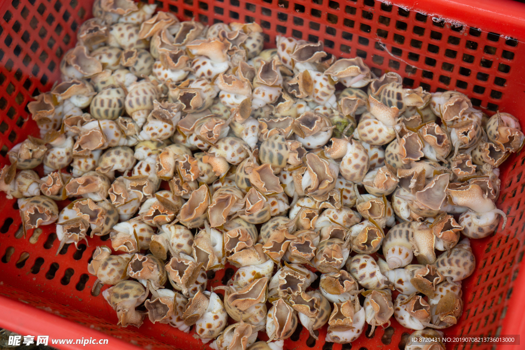 花螺田螺海鲜甜螺