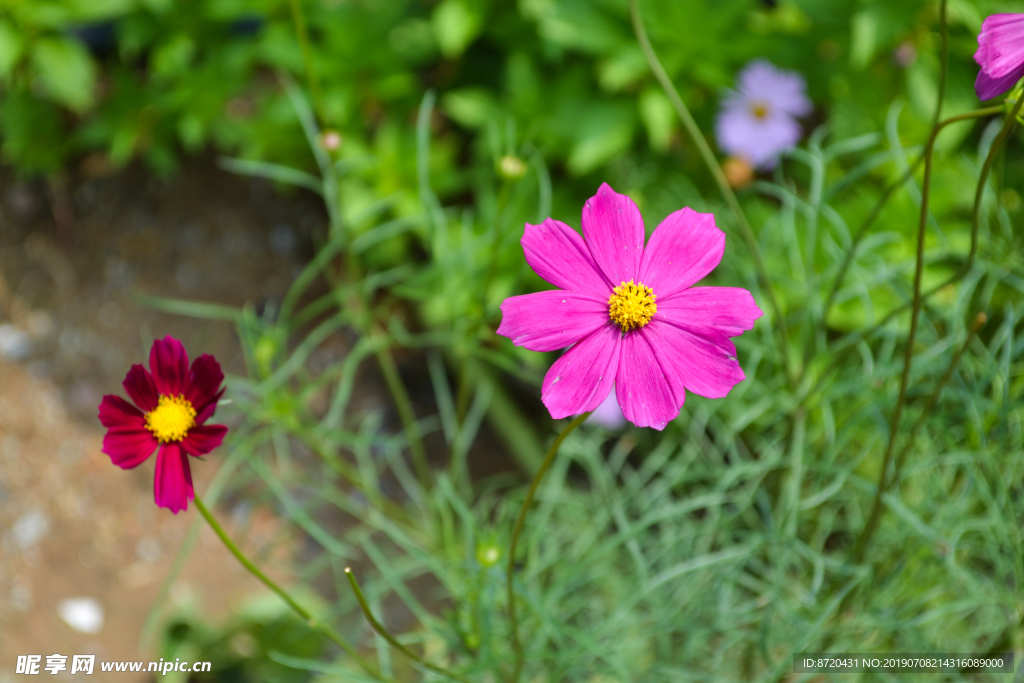 秋英格桑花波斯菊小花菊花