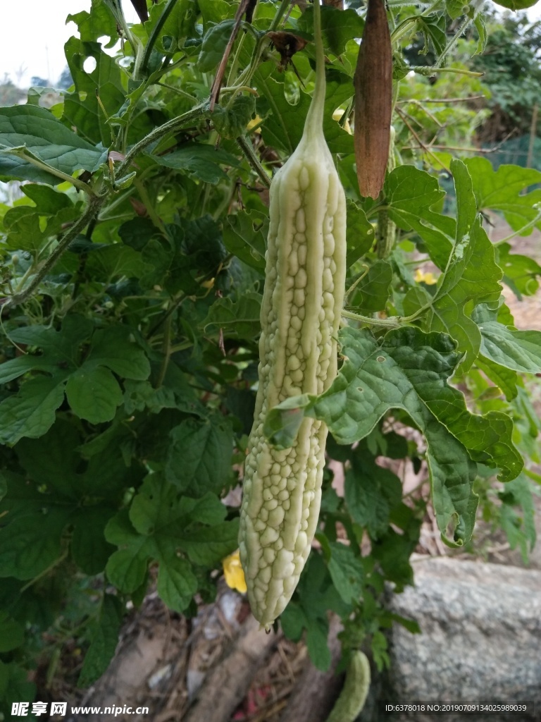 苦瓜 蔬菜 瓜果  菜地 露珠