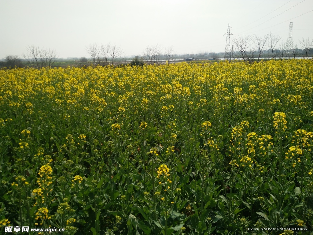 油菜花 油菜地 春天 蜜蜂 采