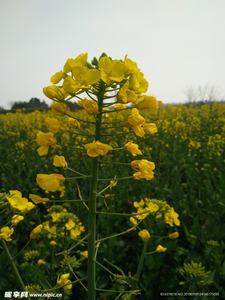 油菜花 油菜地 春天 蜜蜂 采