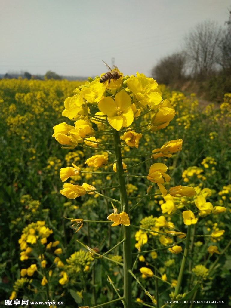 油菜花 油菜地 春天 蜜蜂 采