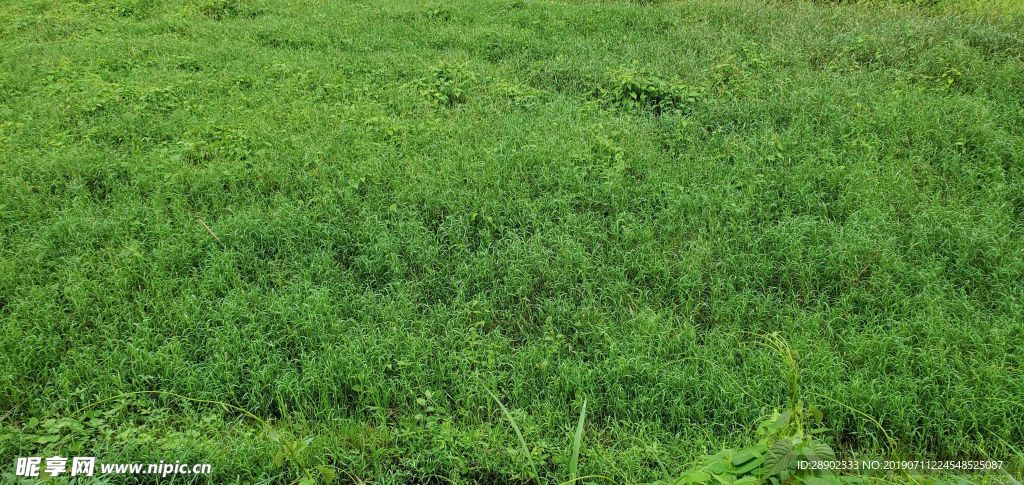 草地 草坪 草原