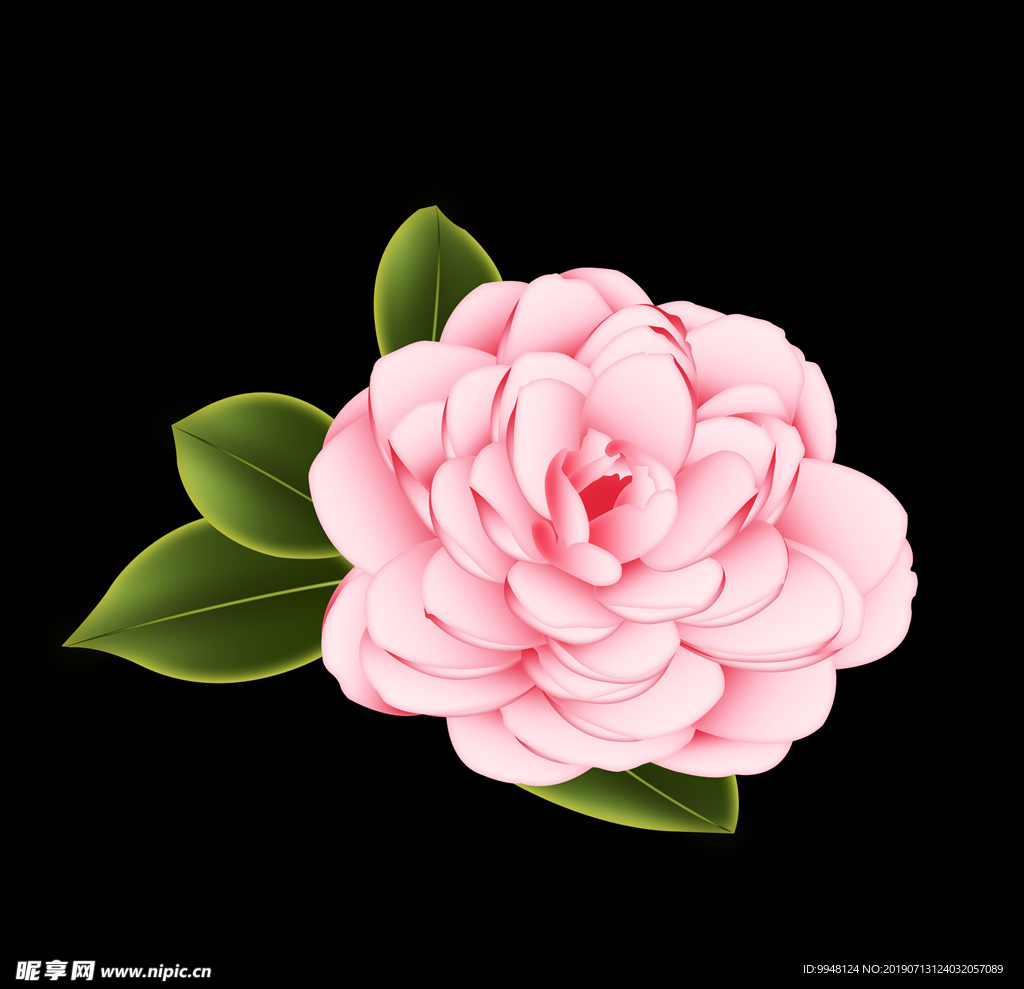 手绘卡通牡丹花山茶花png插画