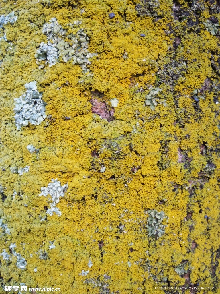 背景 纹理 树皮 苔藓 森林