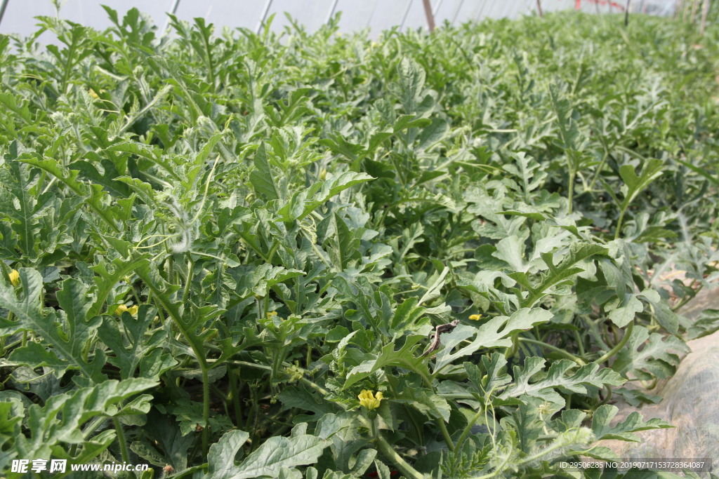 西瓜地 拍照 摄影 夏日 清凉