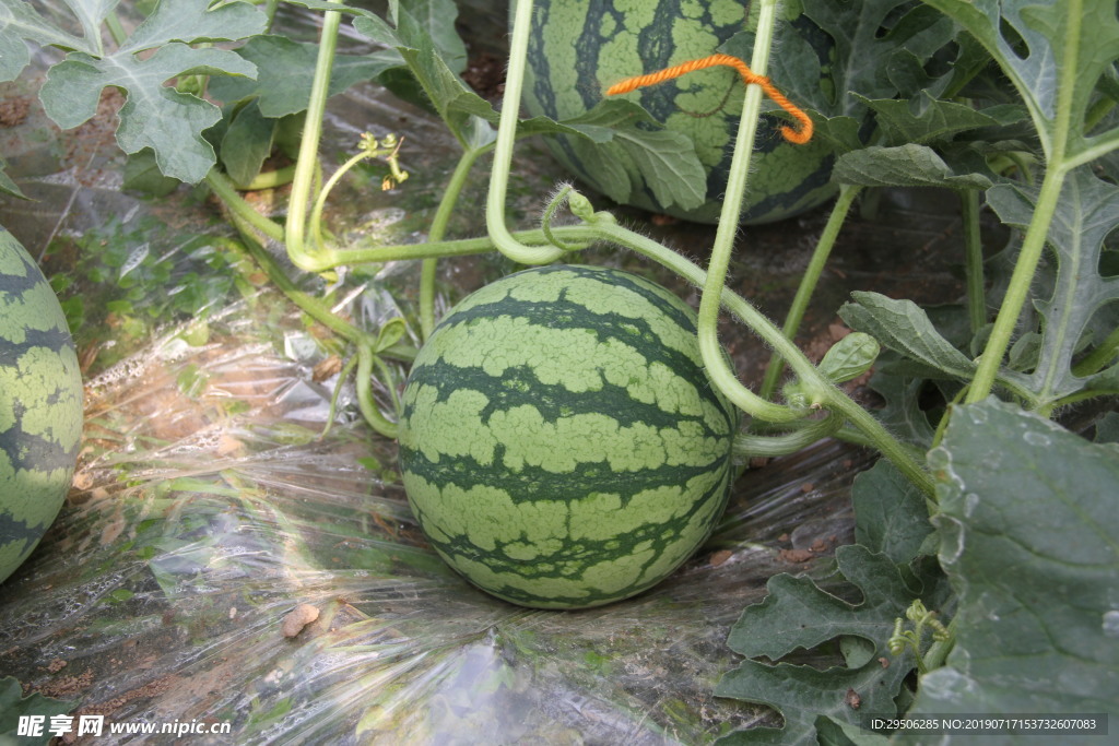 西瓜地 拍照 摄影 夏日 清凉