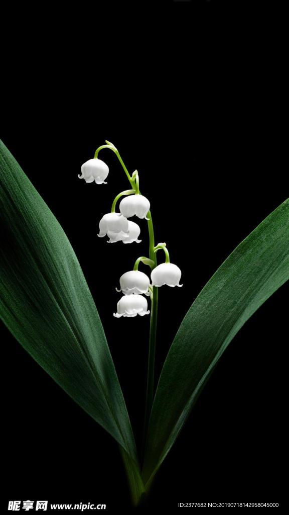 桌花 玫瑰花  花束 鲜花 礼