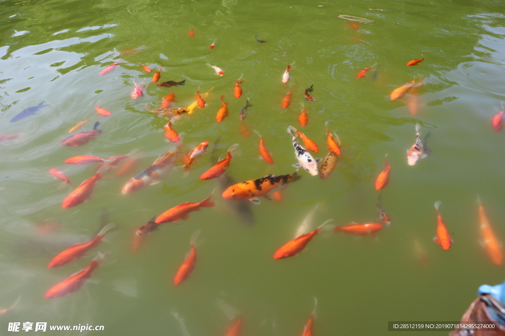 小金鱼河鱼黑鱼白鱼花鱼照片元素