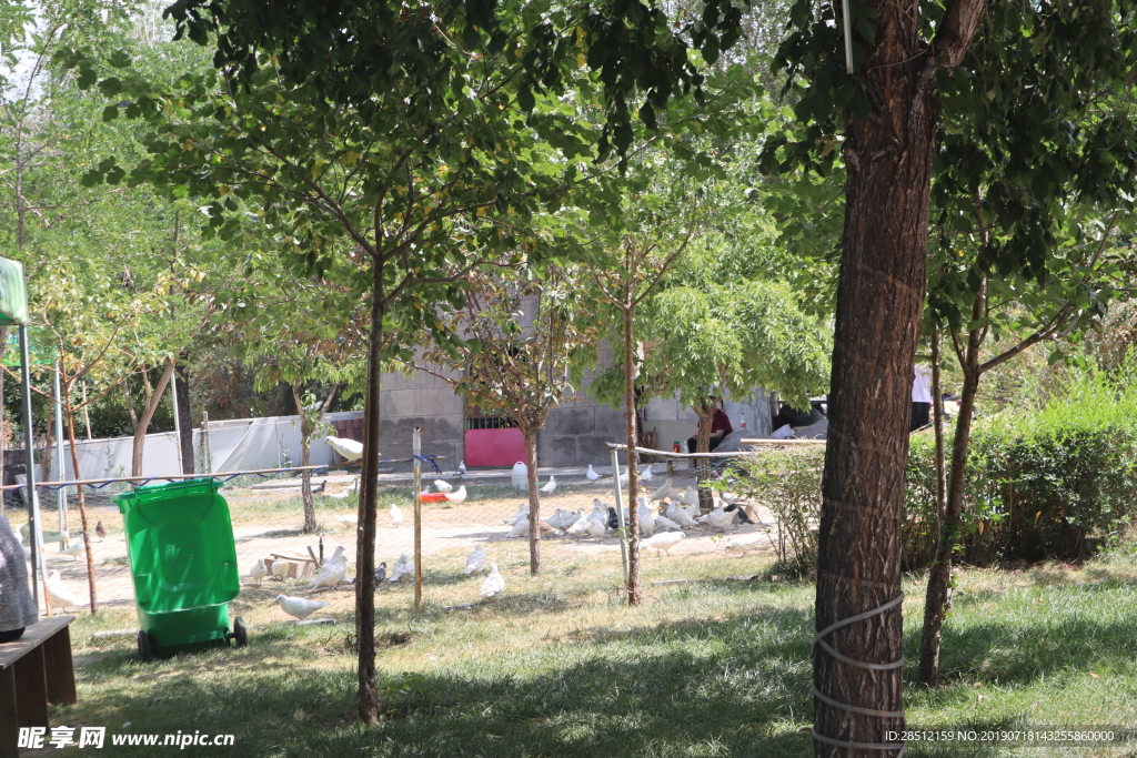 鸽子照片元素海报素材鸽子动物