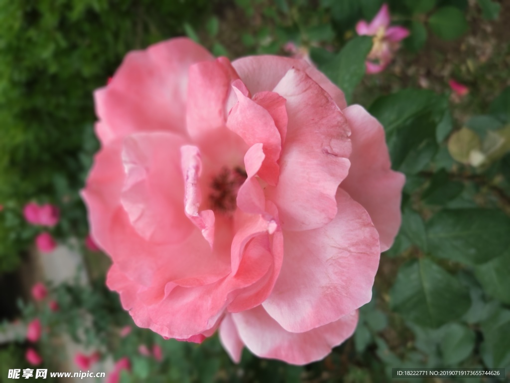 玫瑰图片 玫瑰 玫瑰特写