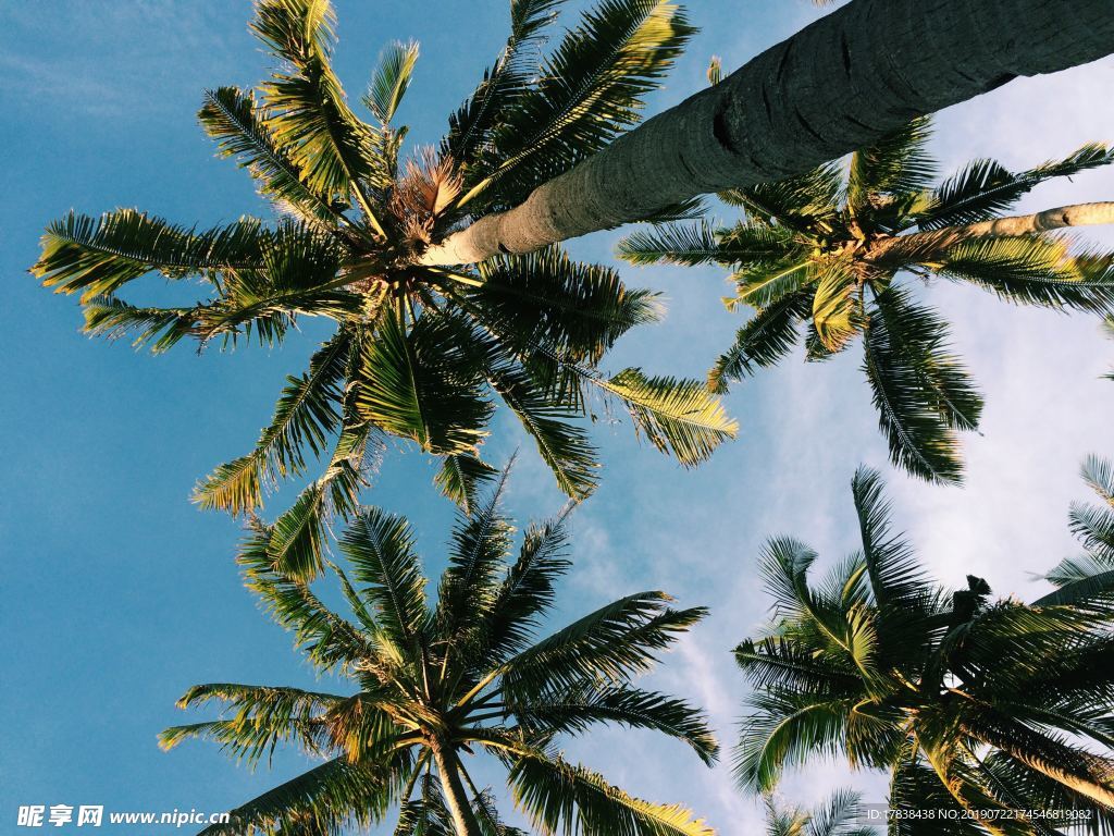 夏天椰子树蓝天