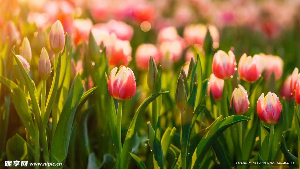 郁金香花卉背景