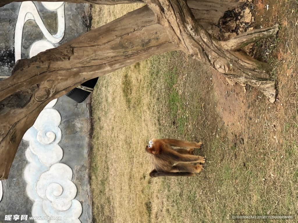 野生动物园猴子